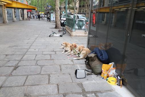 Free Stock Photo of With my three dogs, I get 3 euros instead of one!!