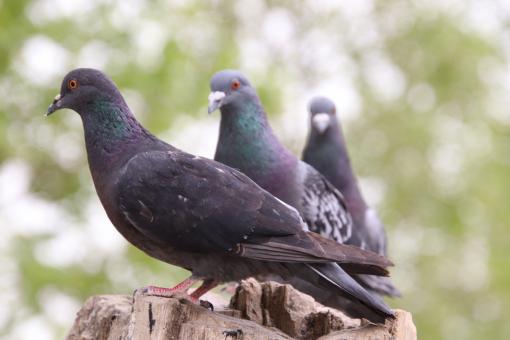 Free Stock Photo of And you get three... for the price of one!!