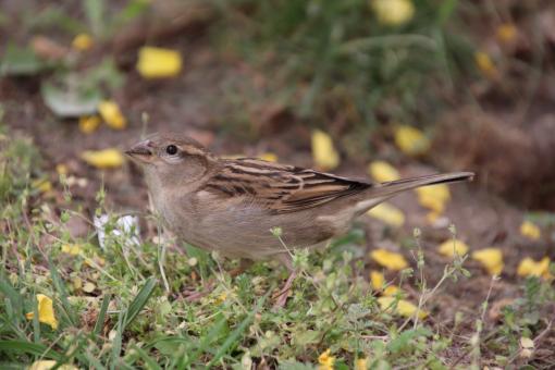 Free Stock Photo of Sparrows like flowers... Don't they??