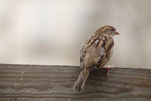 Free Stock Photo of Lonely sparrow