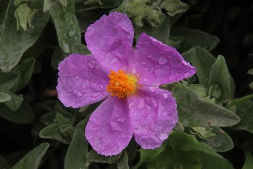 Free Stock Photo of After the morning dew