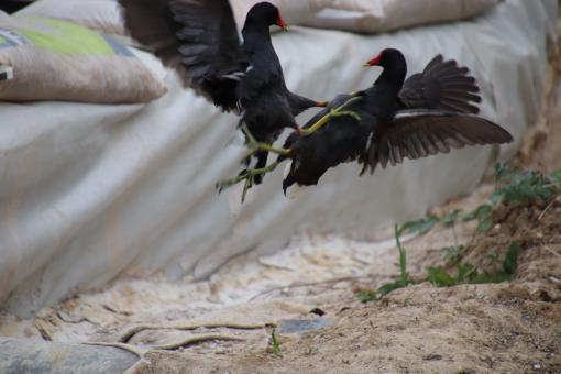 Free Stock Photo of Don't you touch me!! Son of a bird!