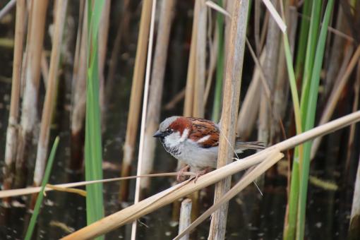 Free Stock Photo of In the reeds
