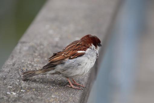 Free Stock Photo of Sparrow Close-up