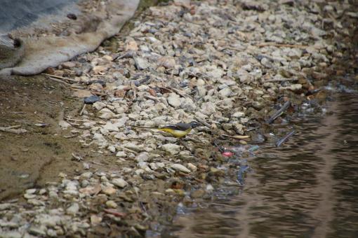 Free Stock Photo of Yellow wagtail by water