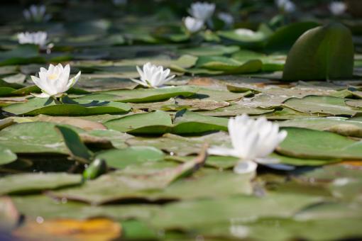Free Stock Photo of White Water Lilies