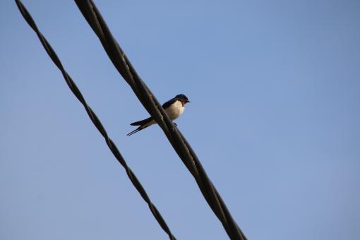 Free Stock Photo of Swallow on its wire