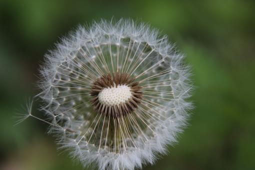 Free Stock Photo of Dandelion Close-up