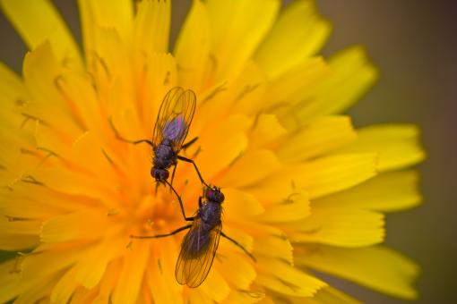 Free Stock Photo of Feeding Flies