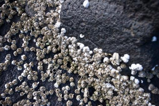 Free Stock Photo of Barnacles on Rocks