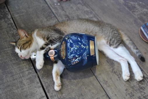 Free Stock Photo of Drunken Cat