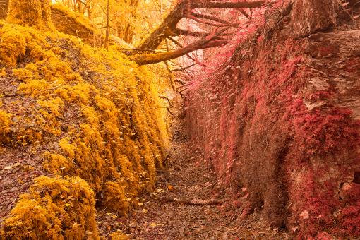 Free Stock Photo of Fantasy Moss Forest Trail