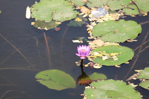 Free Stock Photo of Lotus in Lake