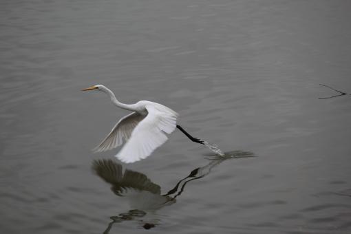 Free Stock Photo of Great Egret Flying