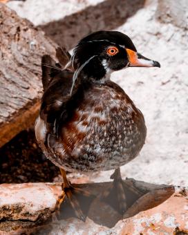 Free Stock Photo of Duck Close Up
