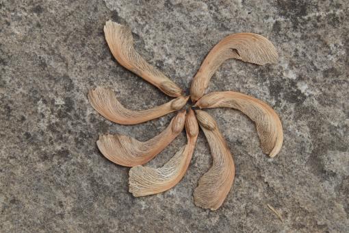 Free Stock Photo of Artistic propeller