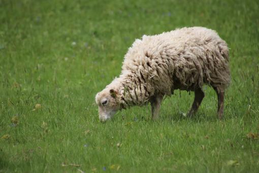 Free Stock Photo of Mm mm! Grass for the whole month