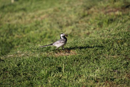Free Stock Photo of Pied wagtail with food for the kids