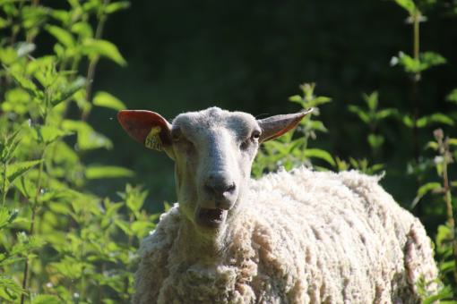 Free Stock Photo of Chewing sheep close-up