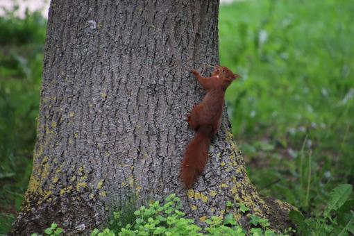 Free Stock Photo of Red squirrel climbing a big tree