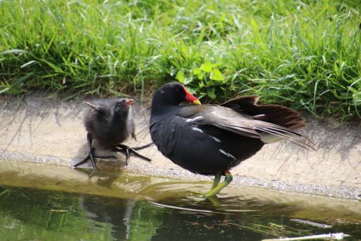 Free Stock Photo of Water hen and its chick