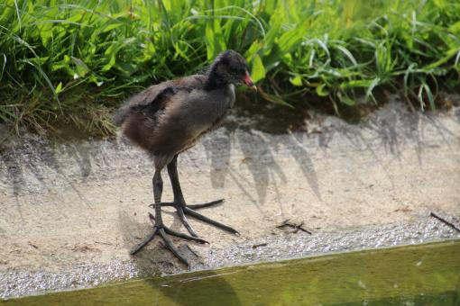 Free Stock Photo of Water hen chick with big feet