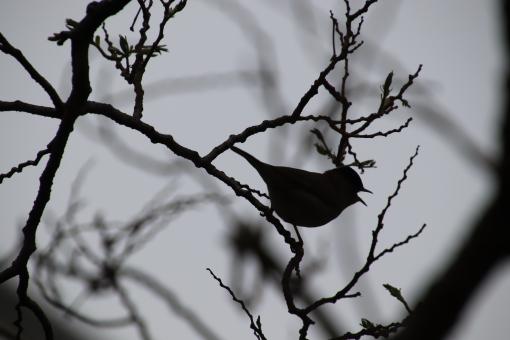 Free Stock Photo of Singing Bird Silhouette