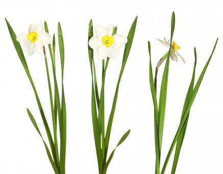 Free Stock Photo of White Flowers on White Background