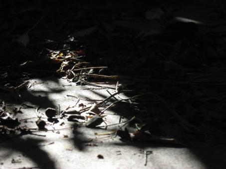 Free Stock Photo of Shadows on garden footpath