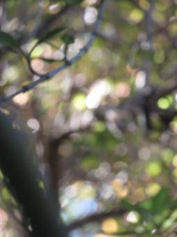 Free Stock Photo of Defocused garden background