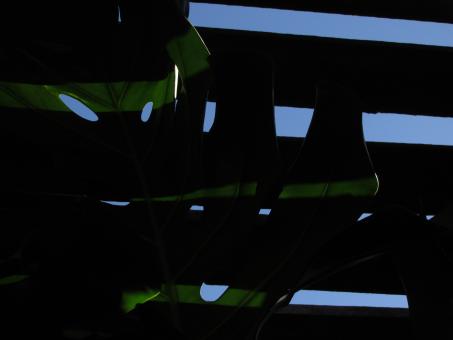 Free Stock Photo of Greenhouse roof shadow and plants