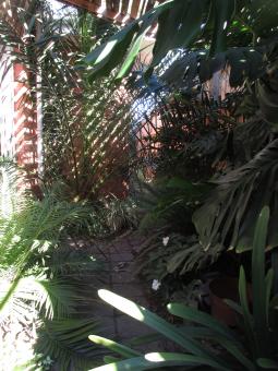 Free Stock Photo of Greenhouse Plants