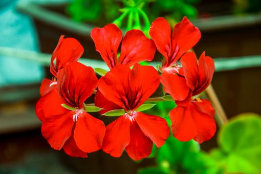 Free Stock Photo of Red Pelargonium Graveolens
