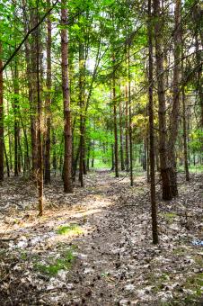 Free Stock Photo of Rays of the sun in the forest