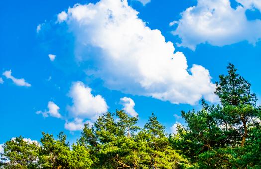 Free Stock Photo of Green branches of a pine trees against the blue sky