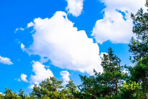 Free Stock Photo of Green Trees Against the Blue Sky