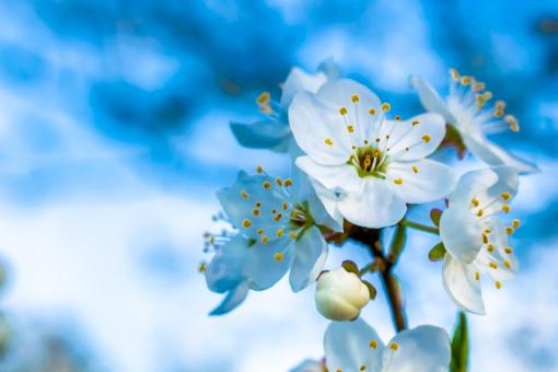 Free Stock Photo of Blossoming plum against the blue sky