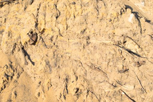 Free Stock Photo of Yellow sand and roots