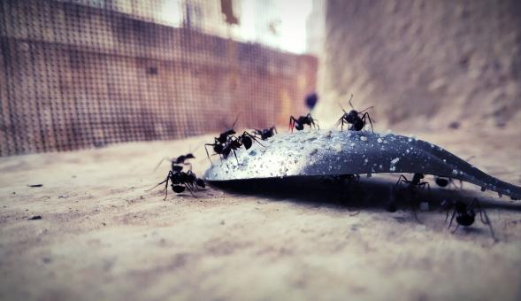 Free Stock Photo of Black Ants