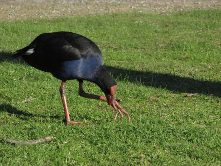 Free Stock Photo of A wild bird walks on grass