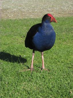 Free Stock Photo of Wild black bird