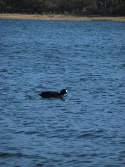 Free Stock Photo of Water wildlife - Duck