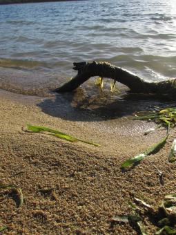 Free Stock Photo of A tree branch at the shore