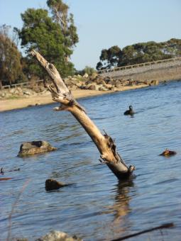 Free Stock Photo of Calm lake water and dead tree