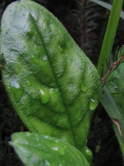 Free Stock Photo of Water droplets on a leaf