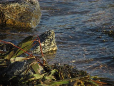 Free Stock Photo of Seaweed and Rocks