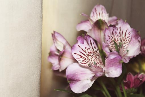 Free Stock Photo of Flower bouquet of lilac colour