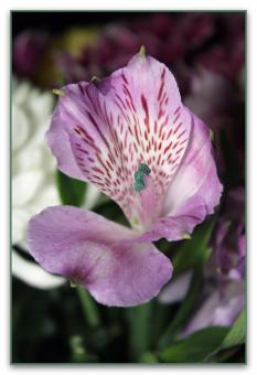 Free Stock Photo of Alstroemeria flower