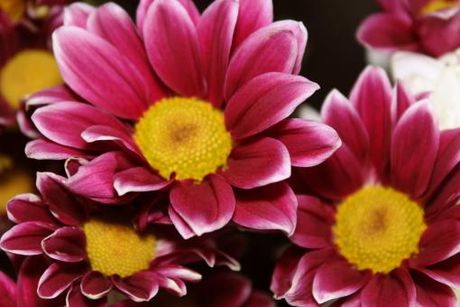 Free Stock Photo of Purple chrysanthemums