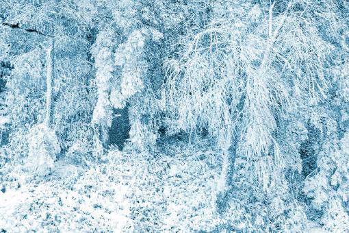 Free Stock Photo of Petrified Winter Impressions